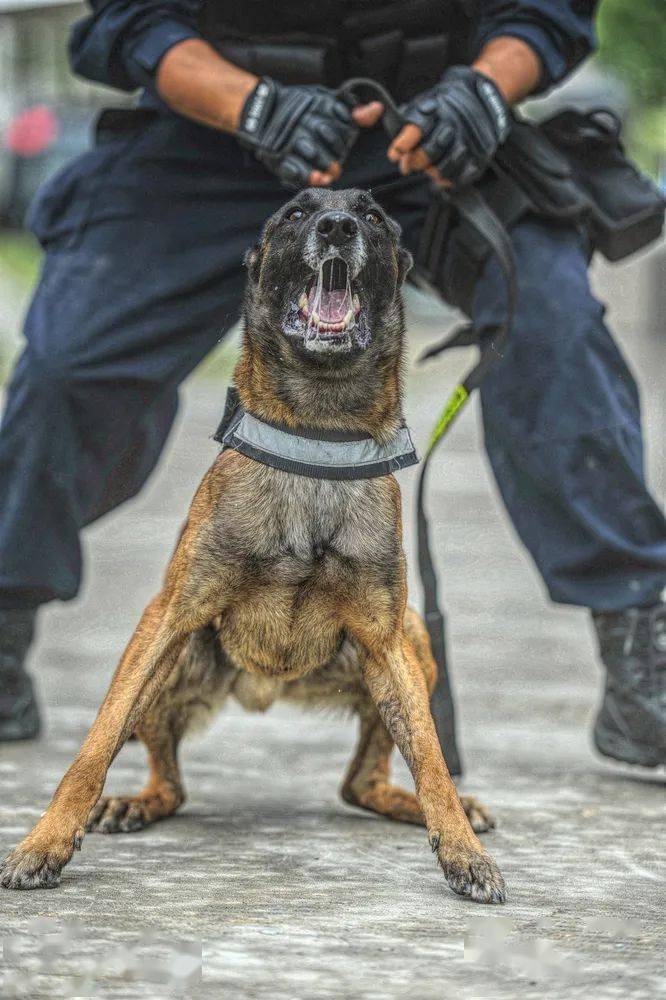 乘风破浪的警犬