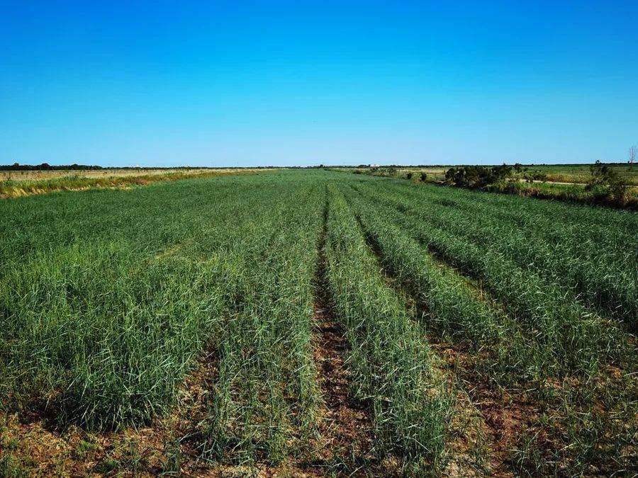 遗传所在长穗偃麦草滨海草带研究中取得进展