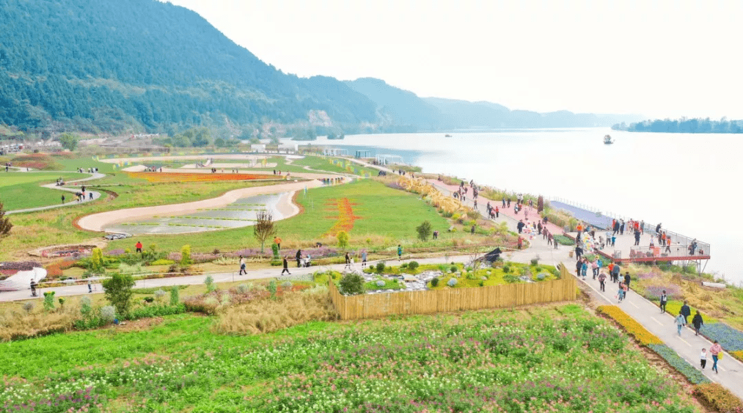 射洪双江村花海图片