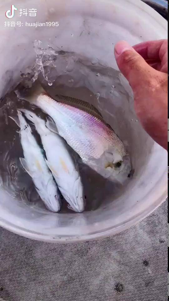 路亚 钓鱼 海钓 这种鱼叫做:百米子 也叫白果子 清蒸特鲜美