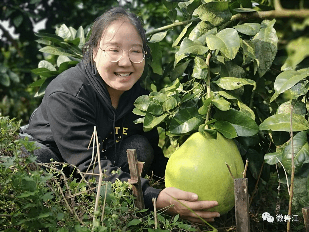 碧江和平 柚飘香邀你来采摘 柚子