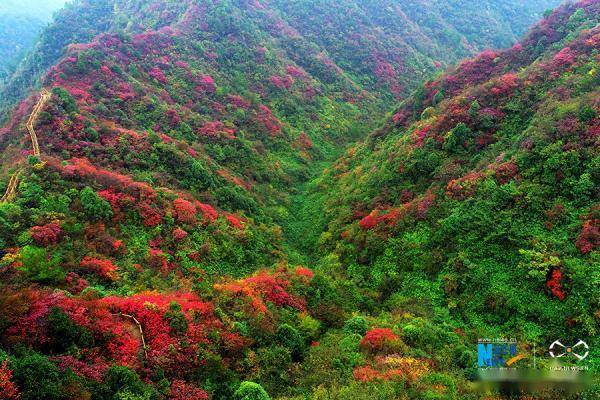 重庆：秋雨过后红叶美