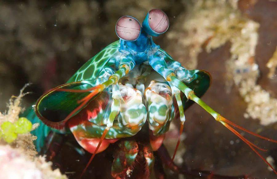 雀尾螳螂虾的天敌图片