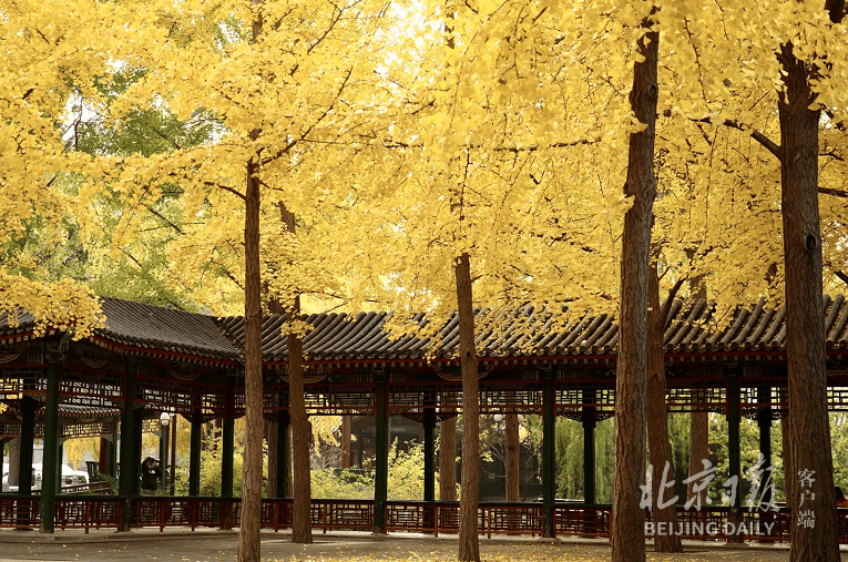 茅亭|“秋染茅亭”，中山公园迎来最美季节