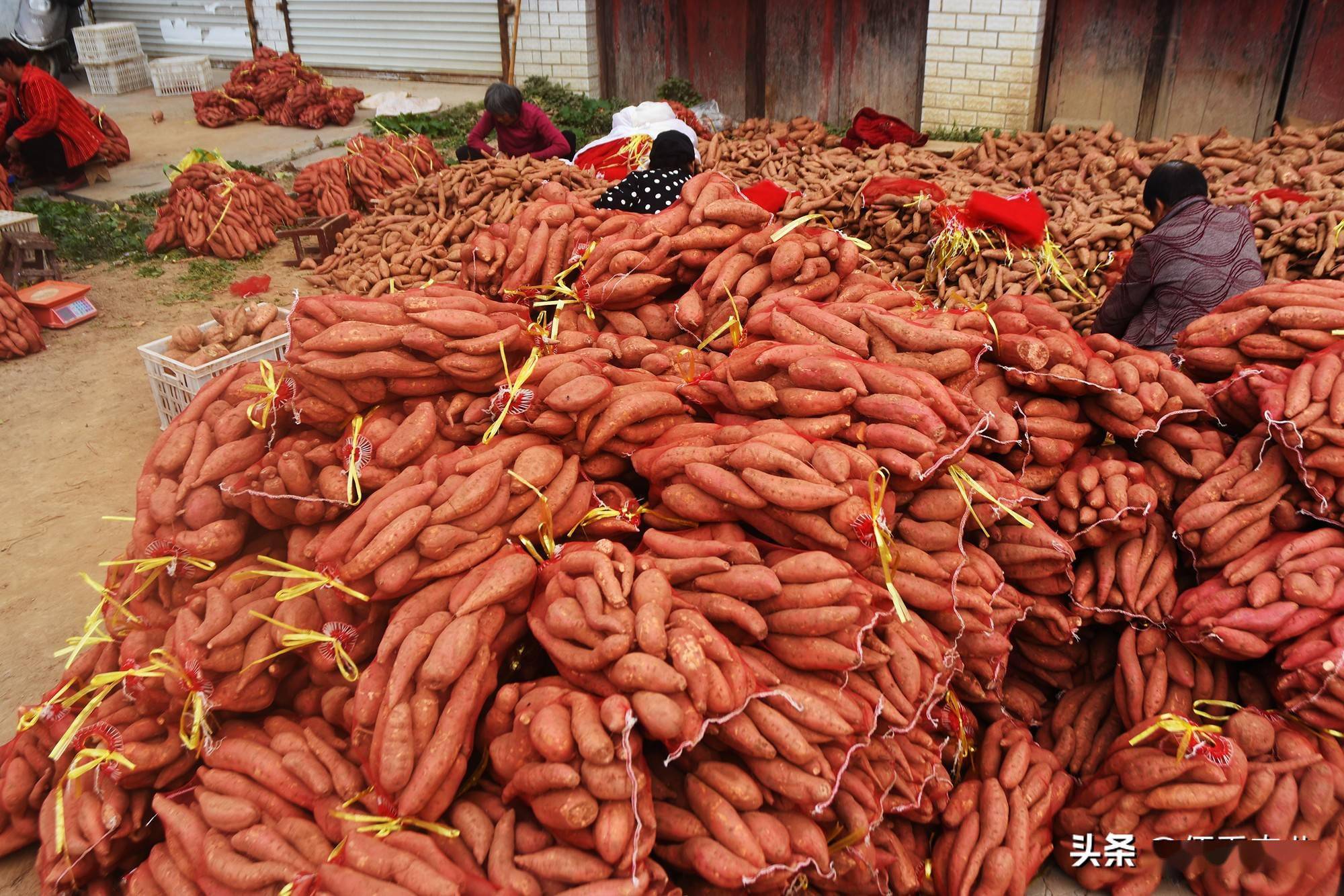 红薯收获后怎样做才能保存5个月以上农村小伙有窍门