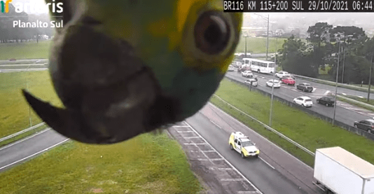 可可爱爱！鹦鹉在高速公路摄像头前玩躲猫猫 