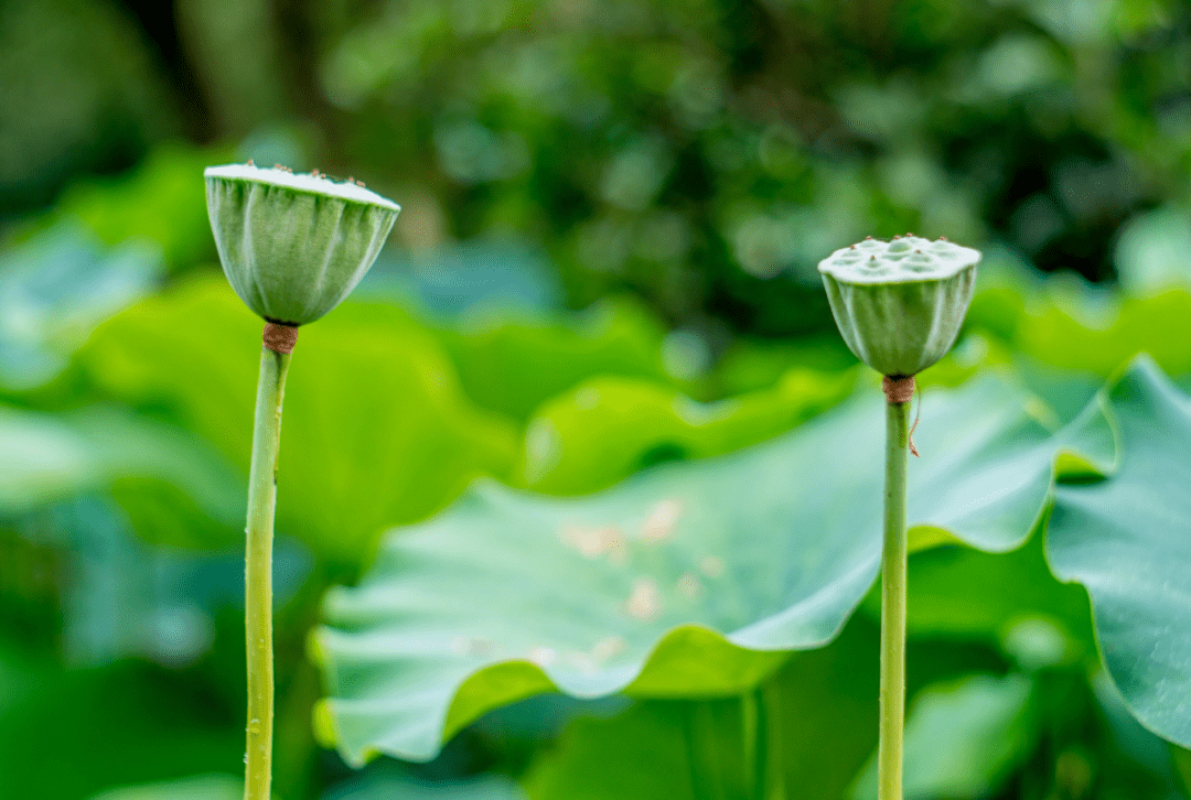 千年宣莲在武义演绎新时代爱莲说