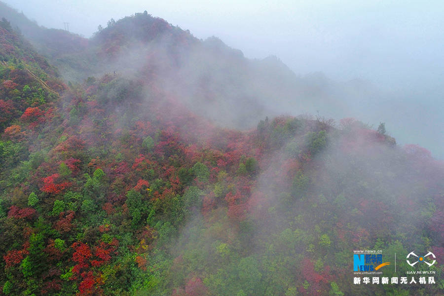 陈碧生|重庆：秋雨过后红叶美 绚丽秋景惹人醉