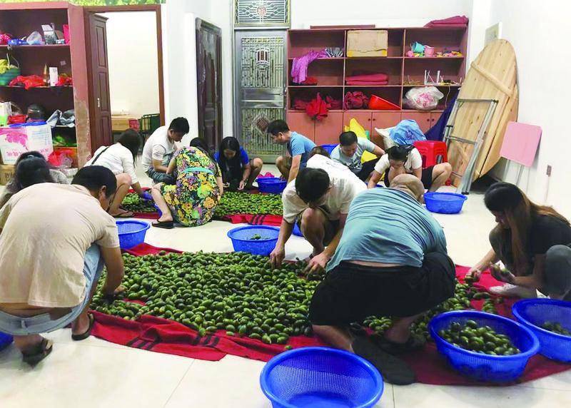 新闻8点见丨槟榔 迎考 从 醒脑神器 到 致癌杀手 刘立云