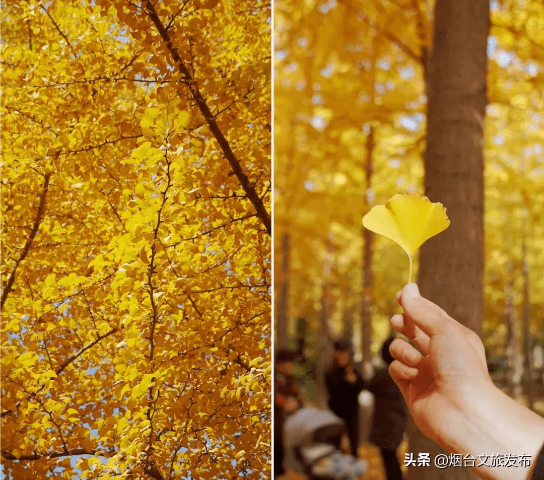 蓝色|镜观烟台 | 太上头！烟台如画秋色美开挂！五彩斑斓让人心醉！