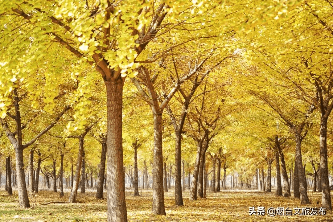 蓝色|镜观烟台 | 太上头！烟台如画秋色美开挂！五彩斑斓让人心醉！