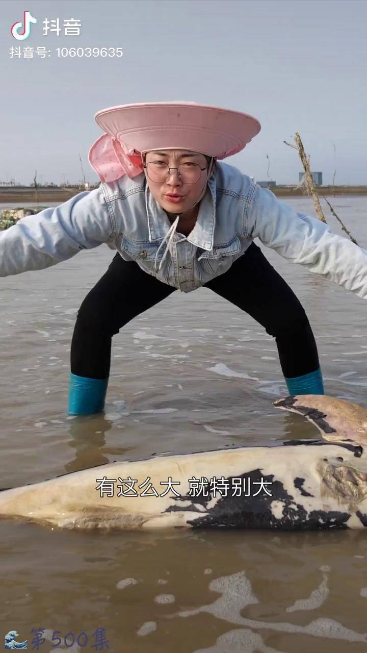 罕见大梅赶海惊奇发现一条受伤大鱼似鲸鱼又像海豚我的乡村生活