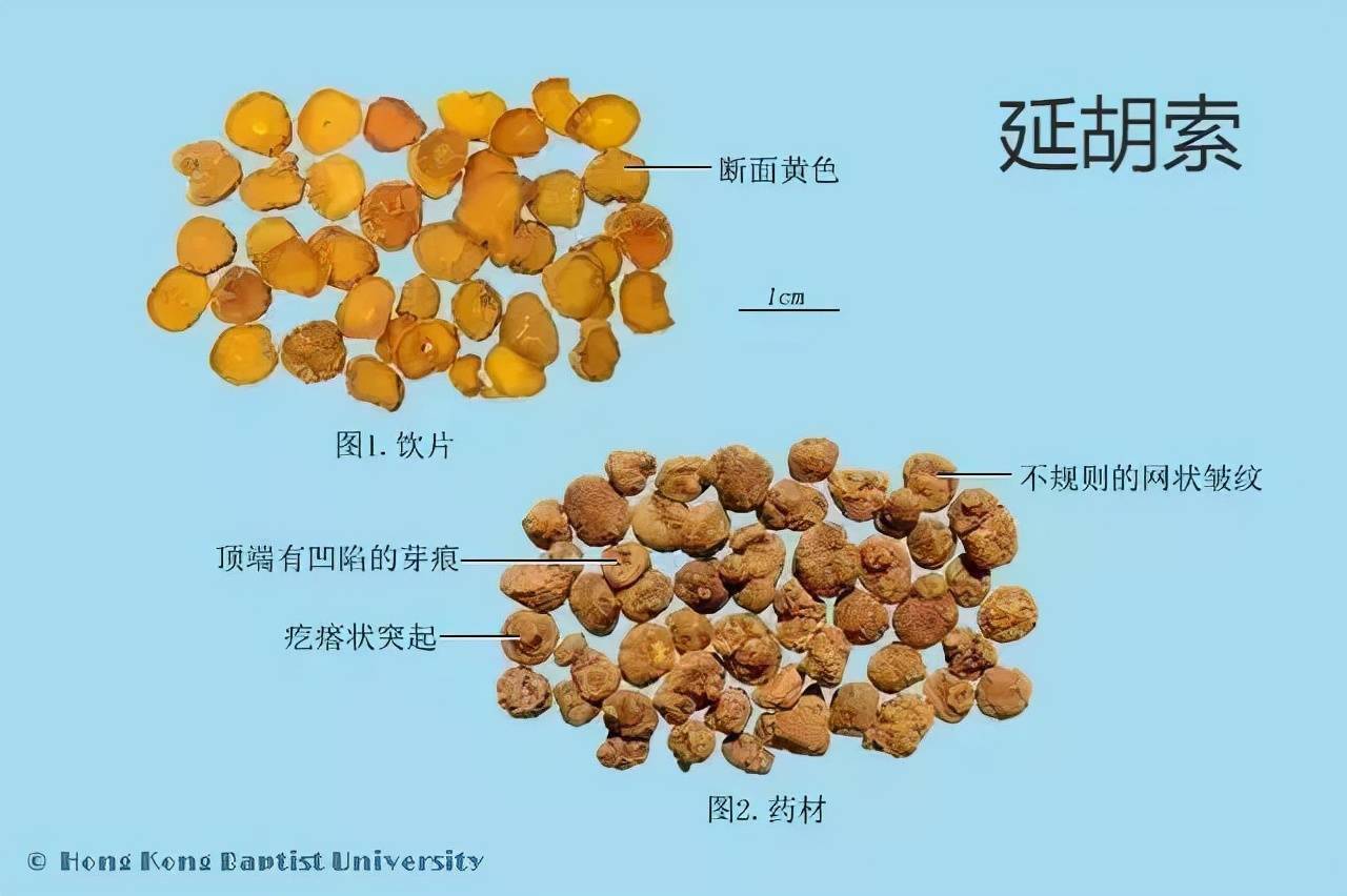 每天学习一味中药延胡索