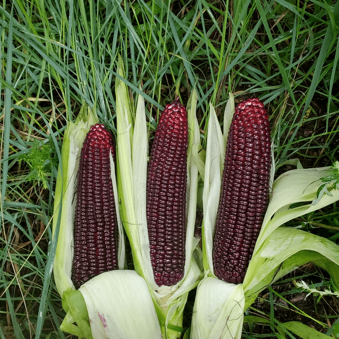 今日福利农科院黑糯玉米来了又香又甜又糯微波炉3分钟即食一根不到4块