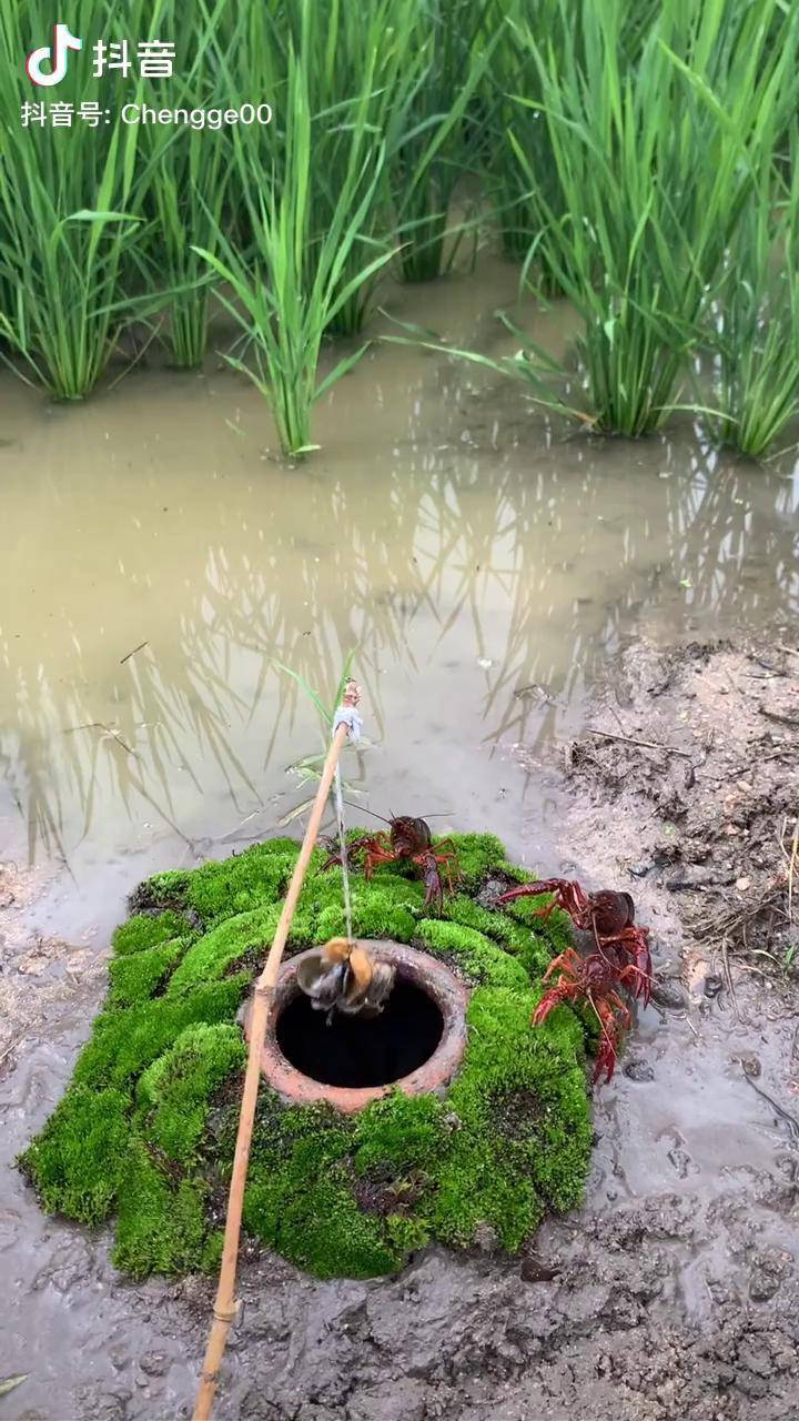 小龙虾孵化 稻田里的龙虾实在太多了!