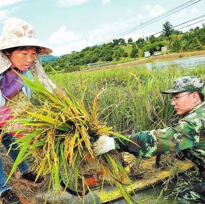 “稻鱼共生”水稻在云南景洪试种成功_普文镇