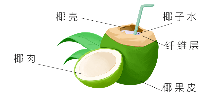 椰子内部结构图图片