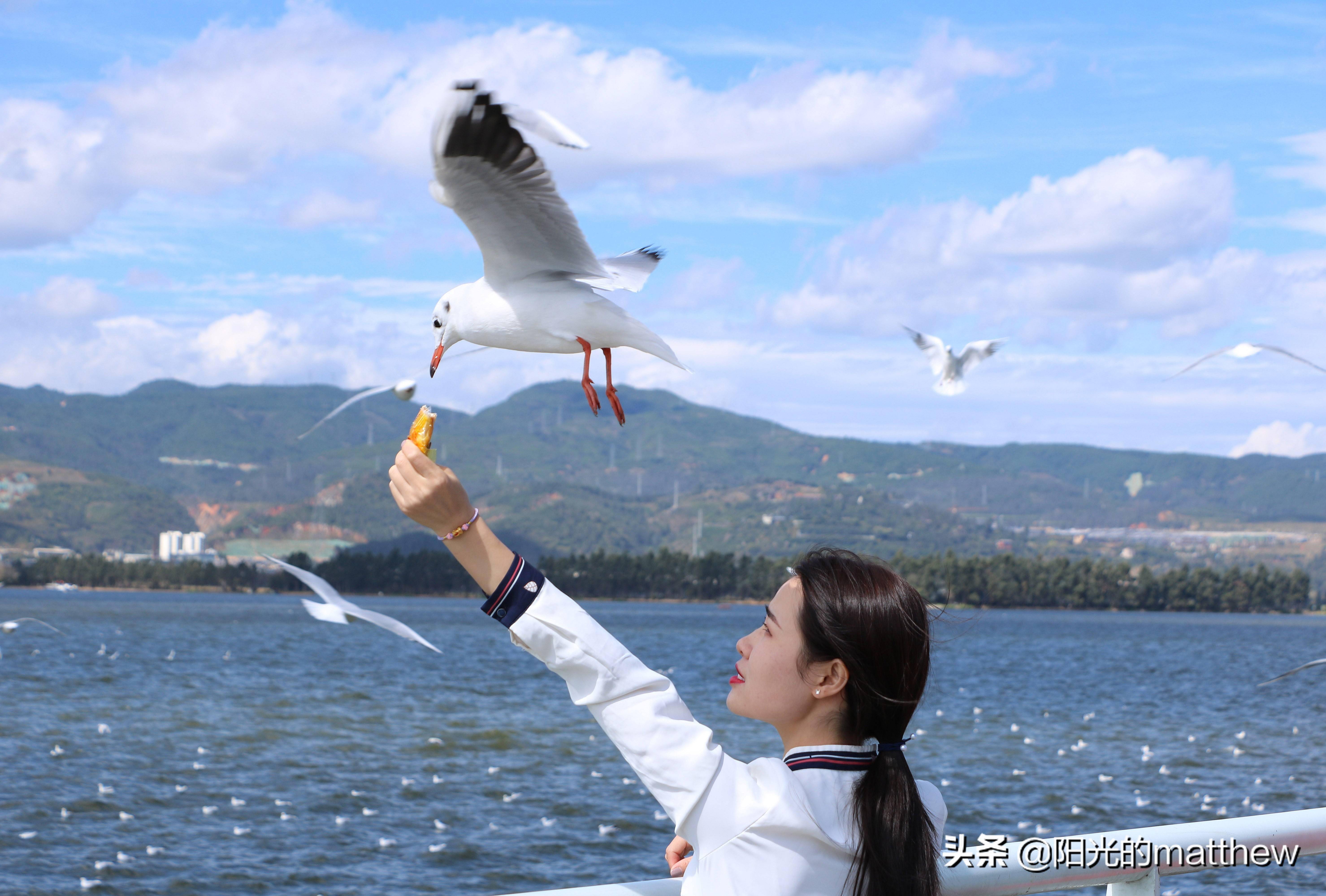 周边很多地方可以观看到海鸥:昆明西湖公园,昆明瀑布公园,海埂公园