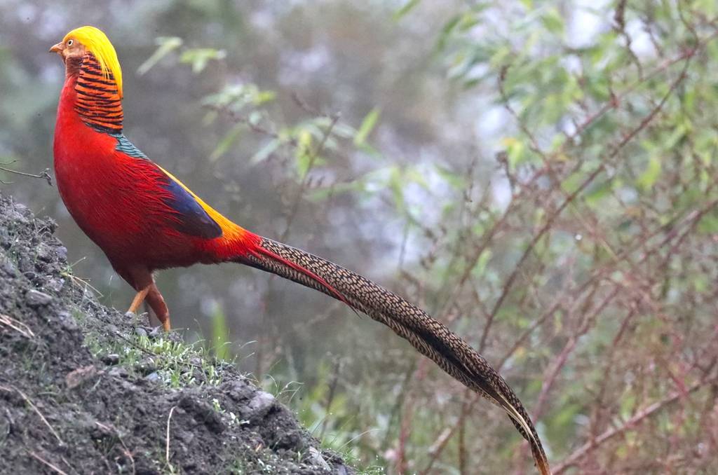 凤凰的原型就是它有人拍到了