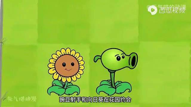 植物大战僵尸向日葵爱上秃头骑士豌豆射手失恋堕落被骂醒
