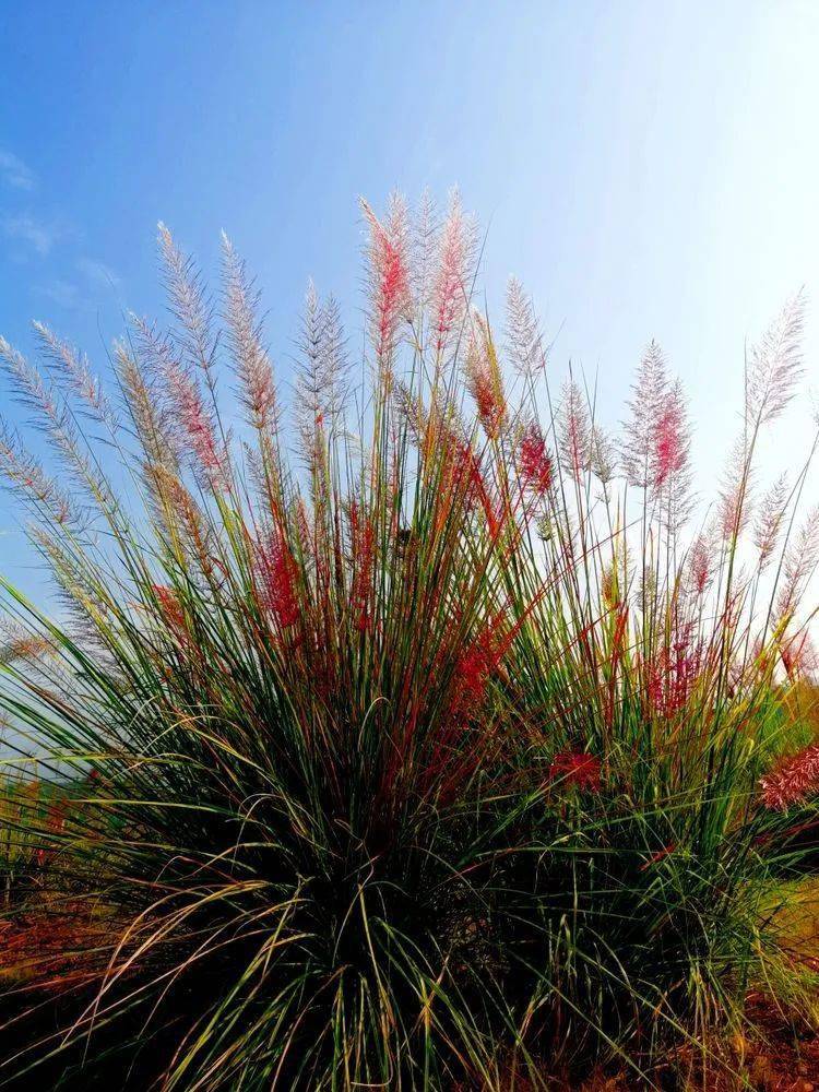 周末登高赏秋 · 沅陵神天坪的那些红色茅花