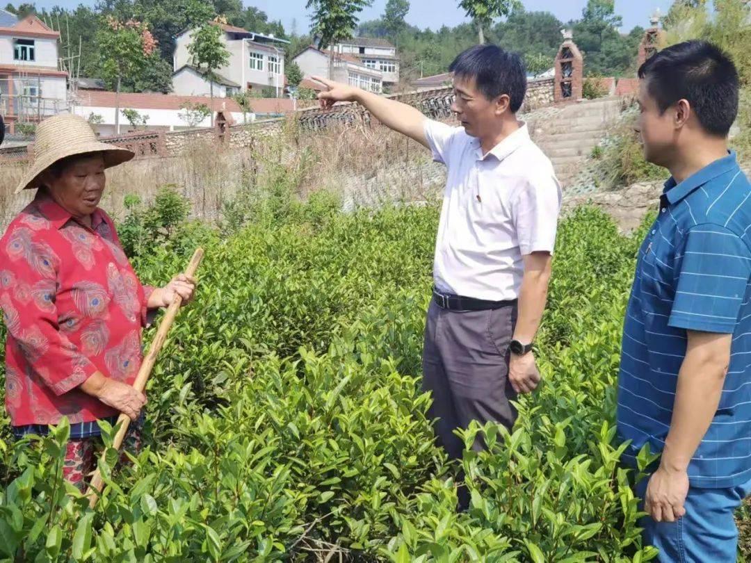 茶叶|【党建引领·乡村振兴】杜皮乡叶家冲村：一片叶富一方人