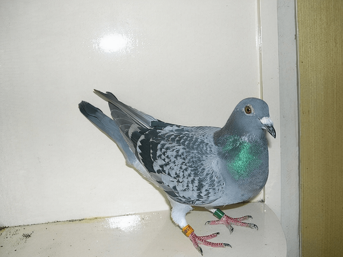 绛鸽是育种的时候的优质鸽子