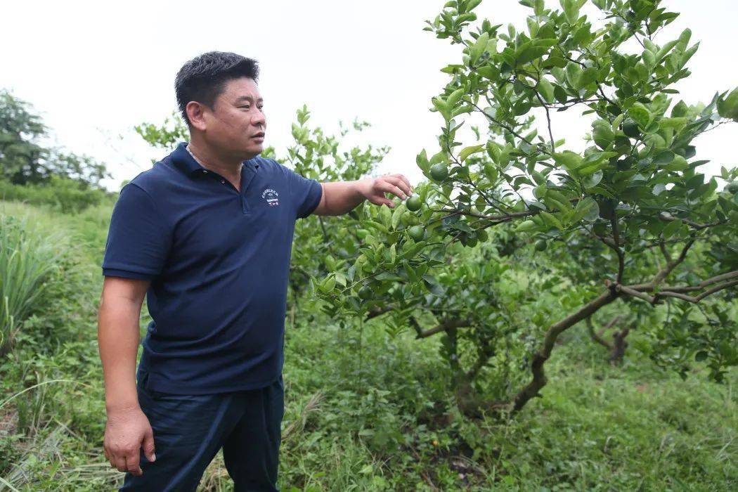 博罗公庄横岭:"柠"上"链" 产业兴_柠檬