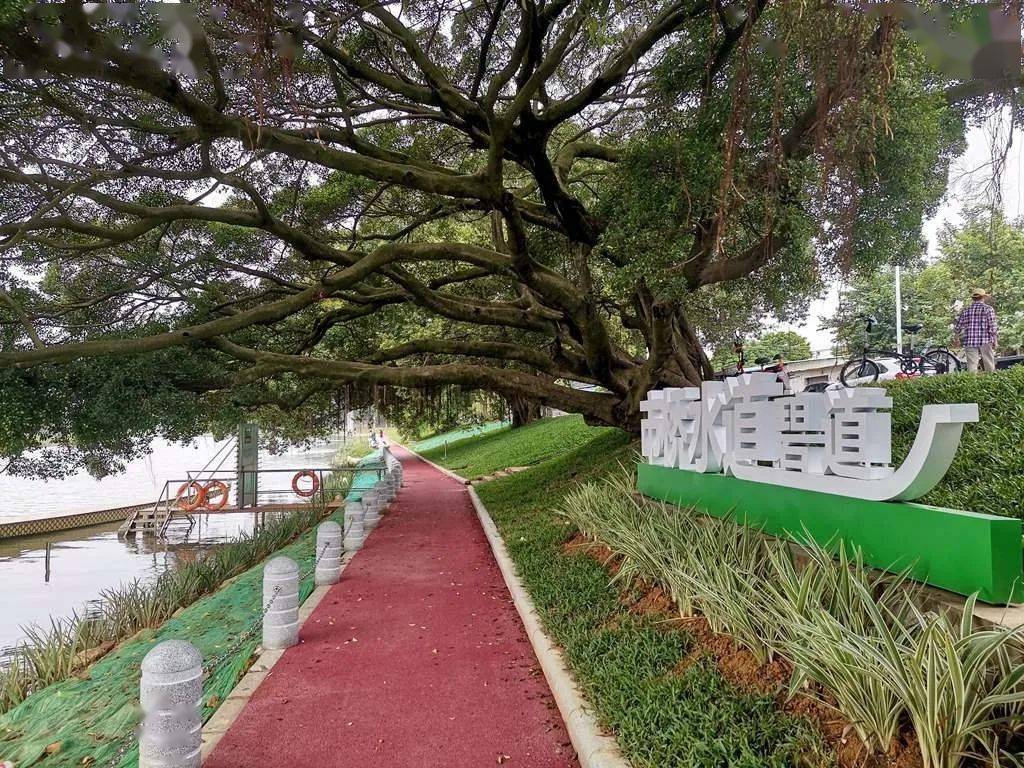 9大榕树下的碧道8龙舟造型7莲湖公园的健康步道6莲湖生态公园5市桥