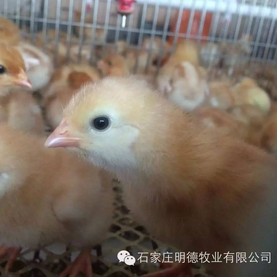 盐酸环丙沙星水产药鸡药鸭药鱼药鸽子药-Taobao