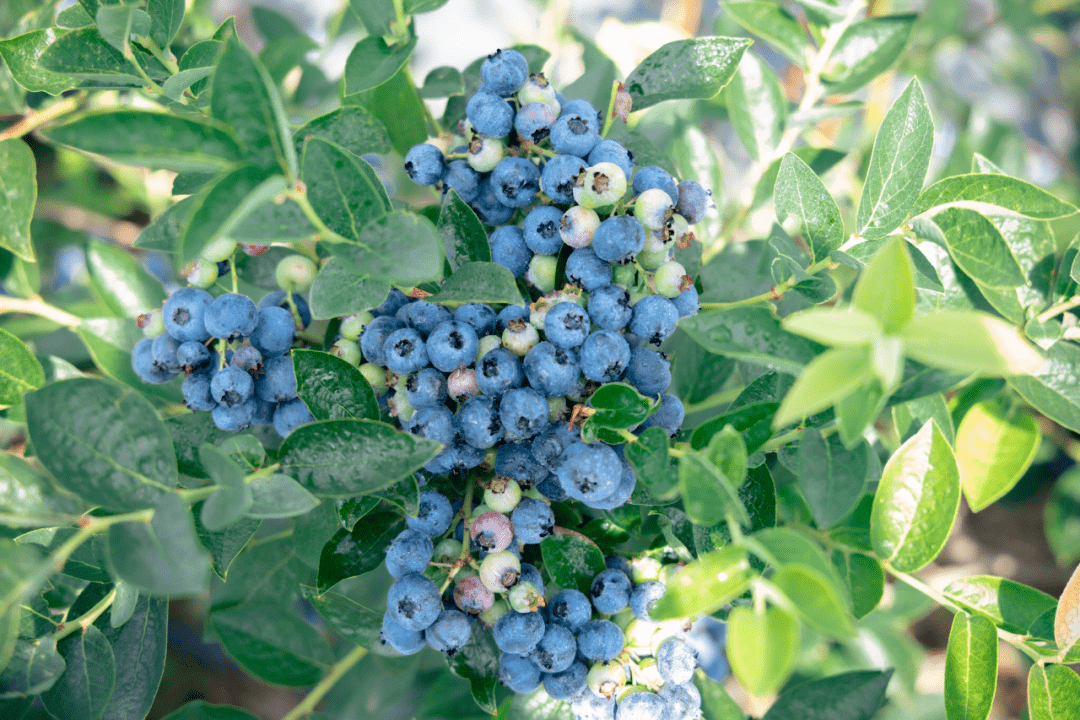 午极镇小蓝莓成乡村振兴致富果