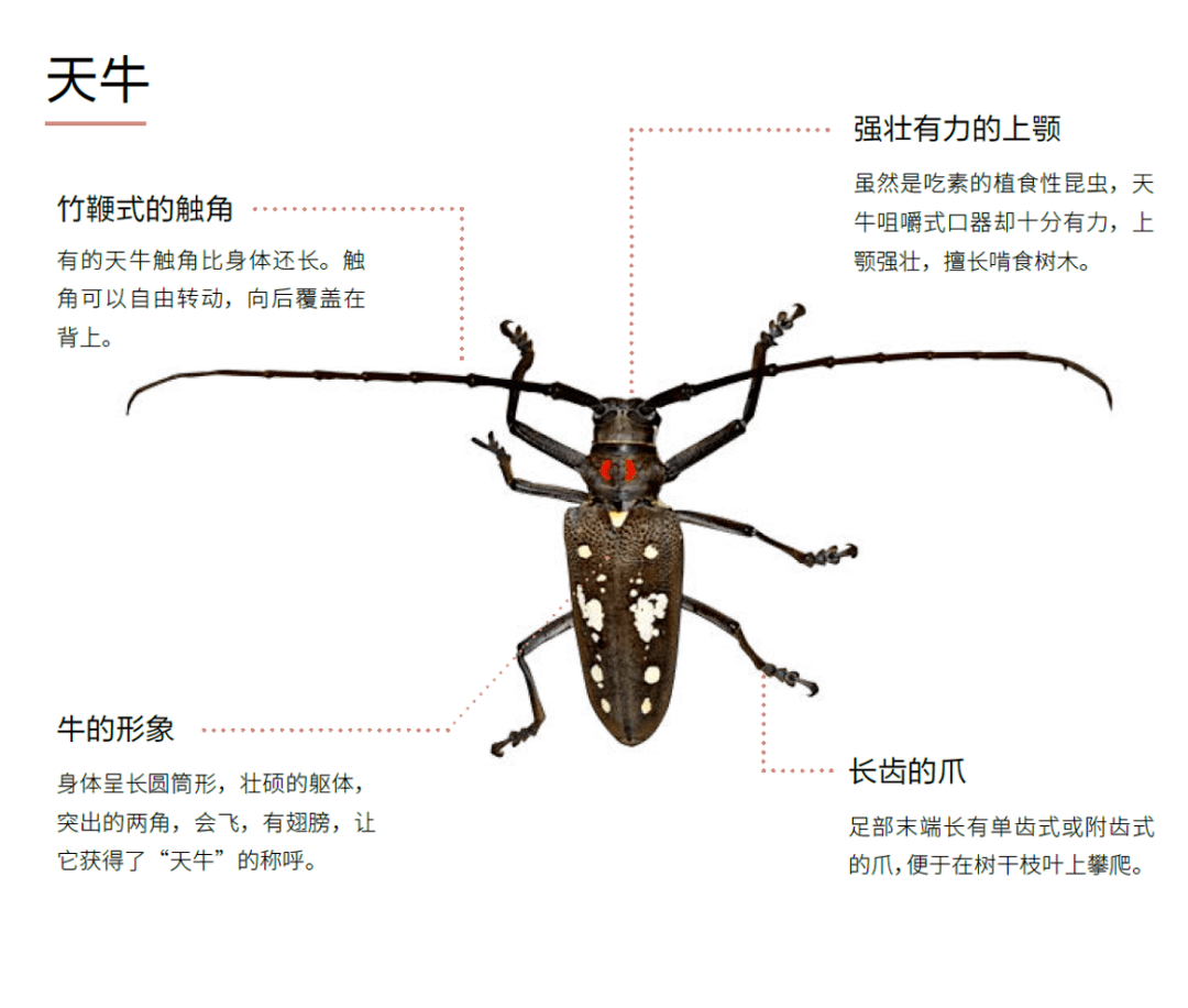 到大長腿哥蟋蟀(直翅目)….