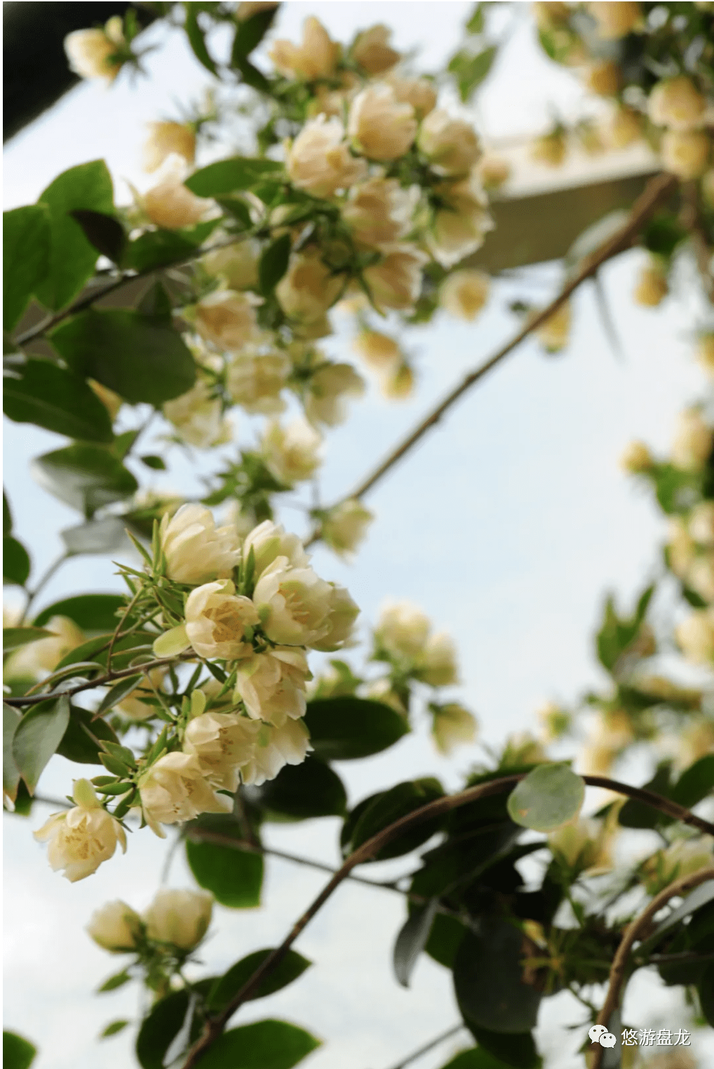 金殿木麒麟迎来盛放期还不赶快约起