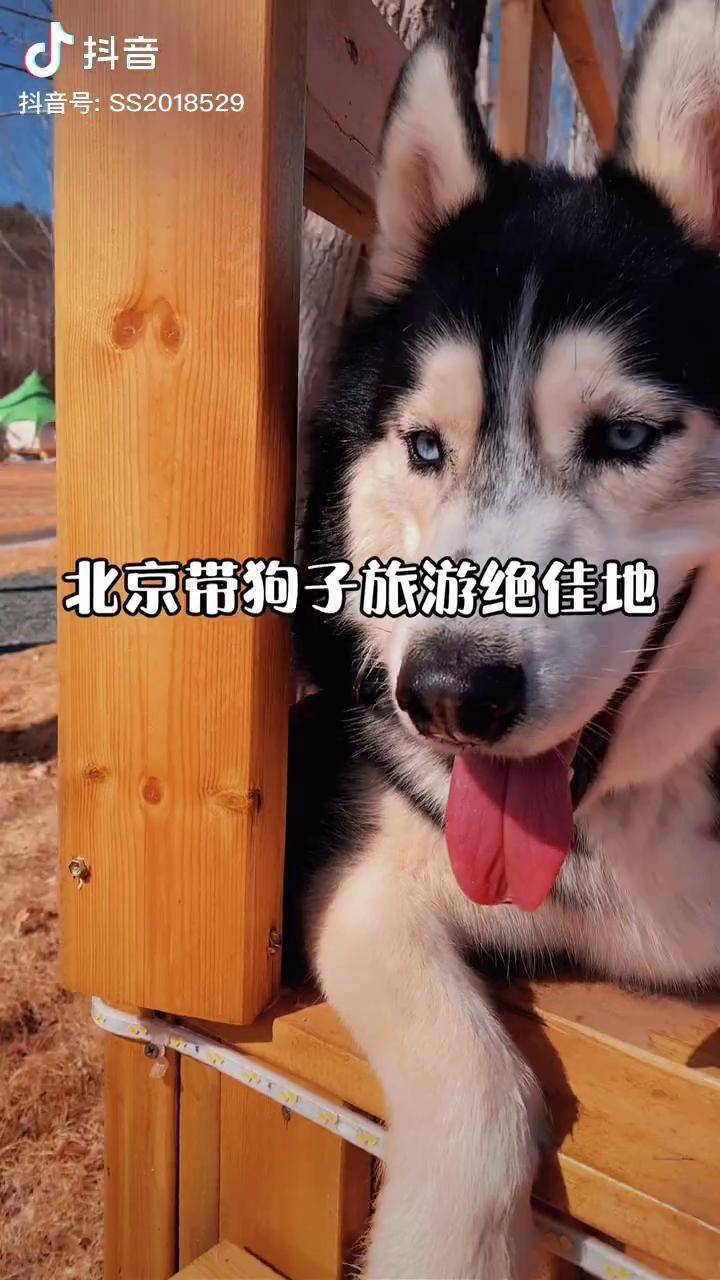 北京能带狗的公园图片