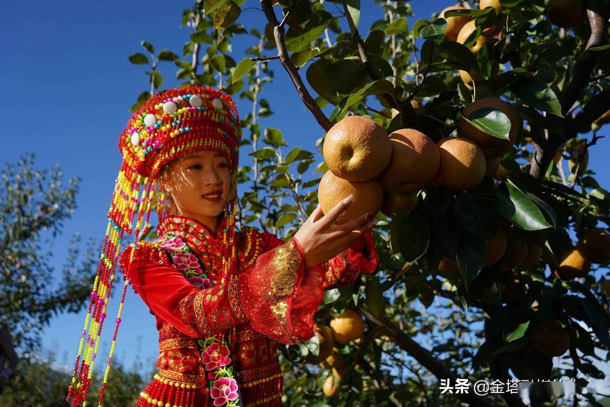 云南云龙麦地湾梨熟了