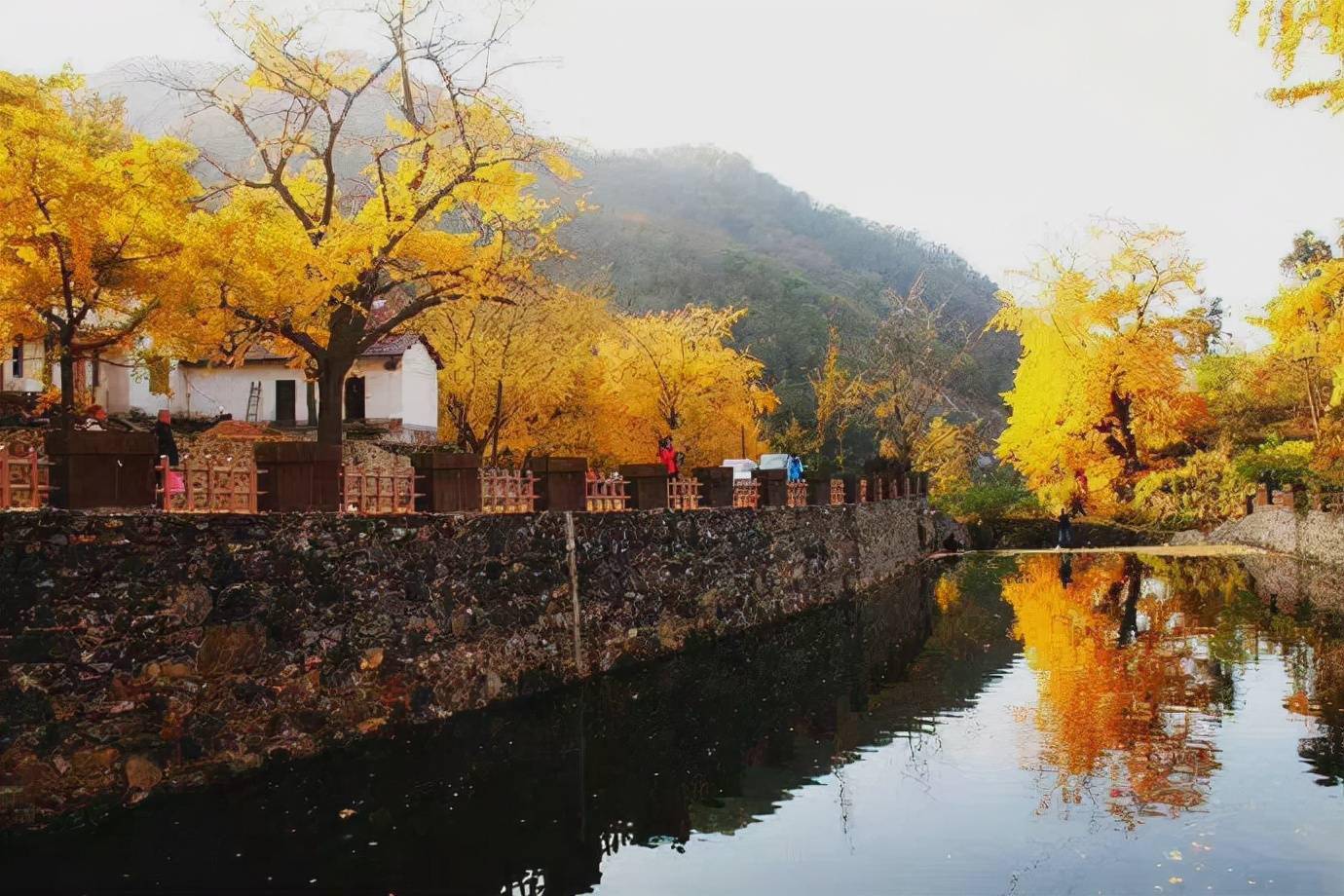 湖北孝感·钱冲村,打卡华中最大的古银杏村,美得令人沉醉_潺潺流水