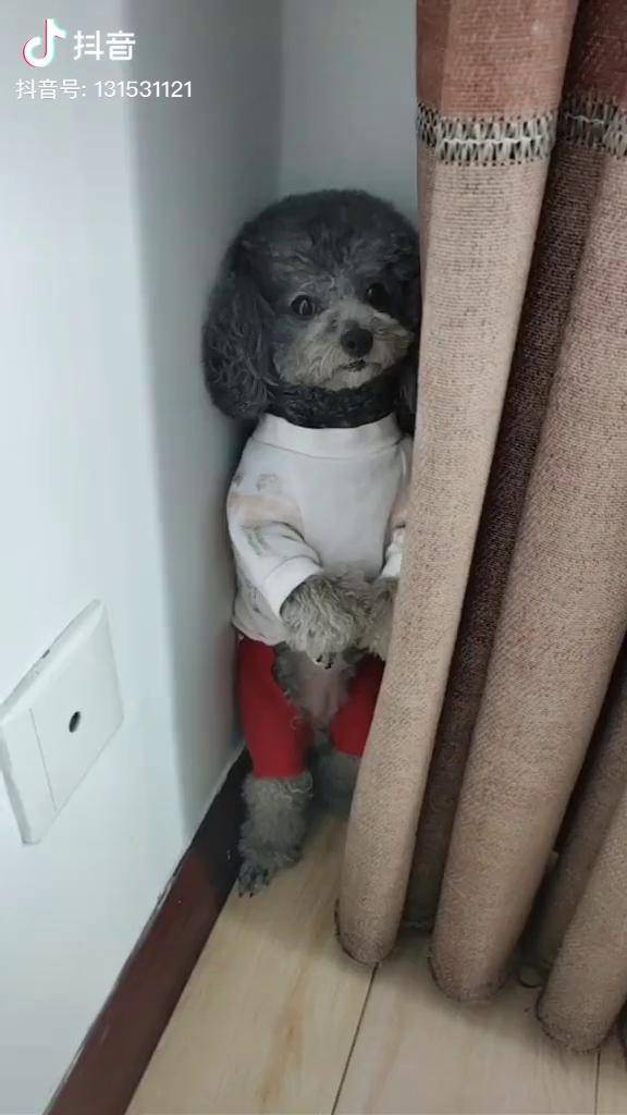 主动罚站准是干坏事了