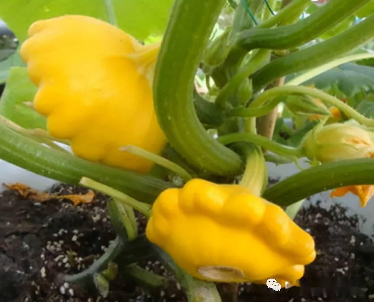 盆栽南瓜的各种小知识整理给大家