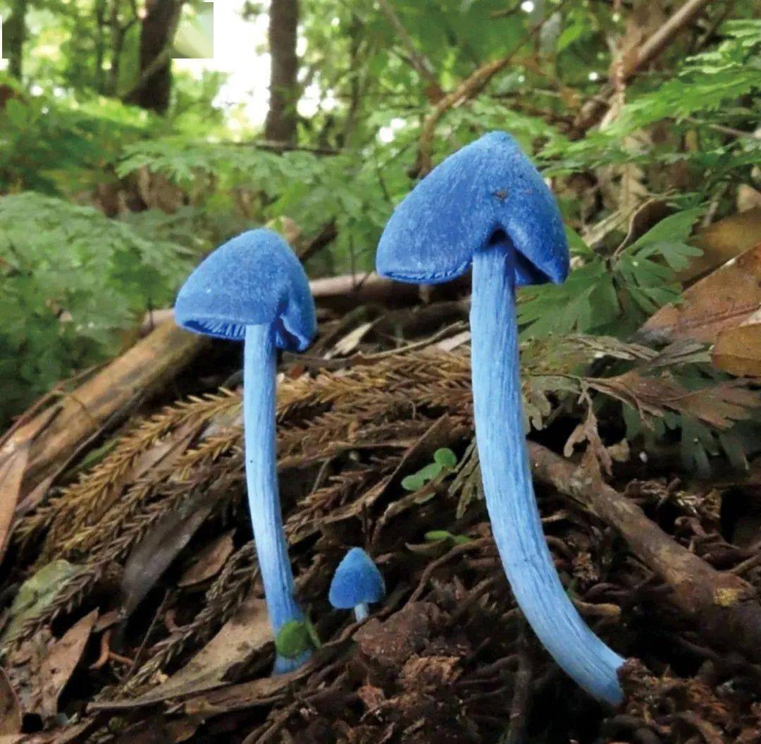 原来毒蘑菇对人类并非一无是处它竟有如此大的作用