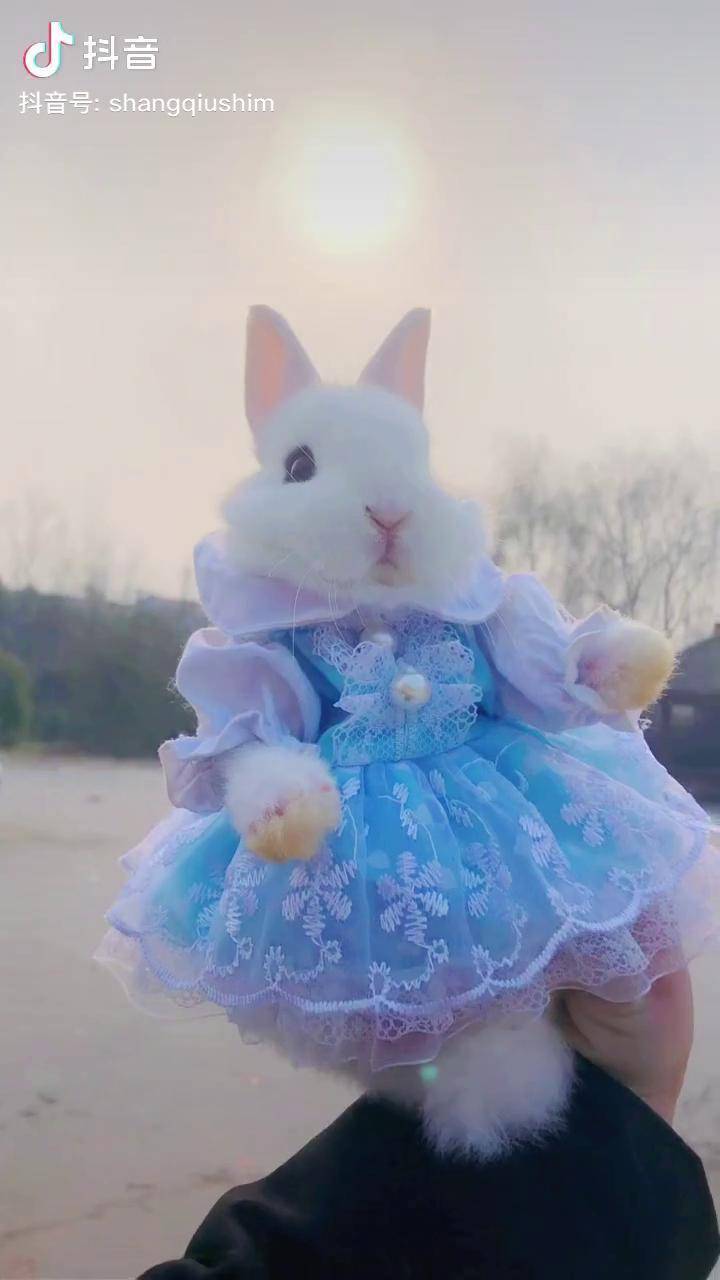 萌宠出道计划我就喜欢给兔子穿衣服拍视频打扮的和洋娃娃一样你喜欢吗