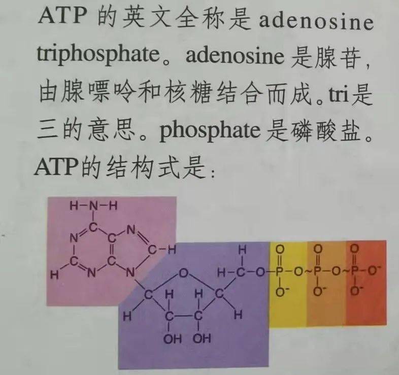 磷酸二脂键图片