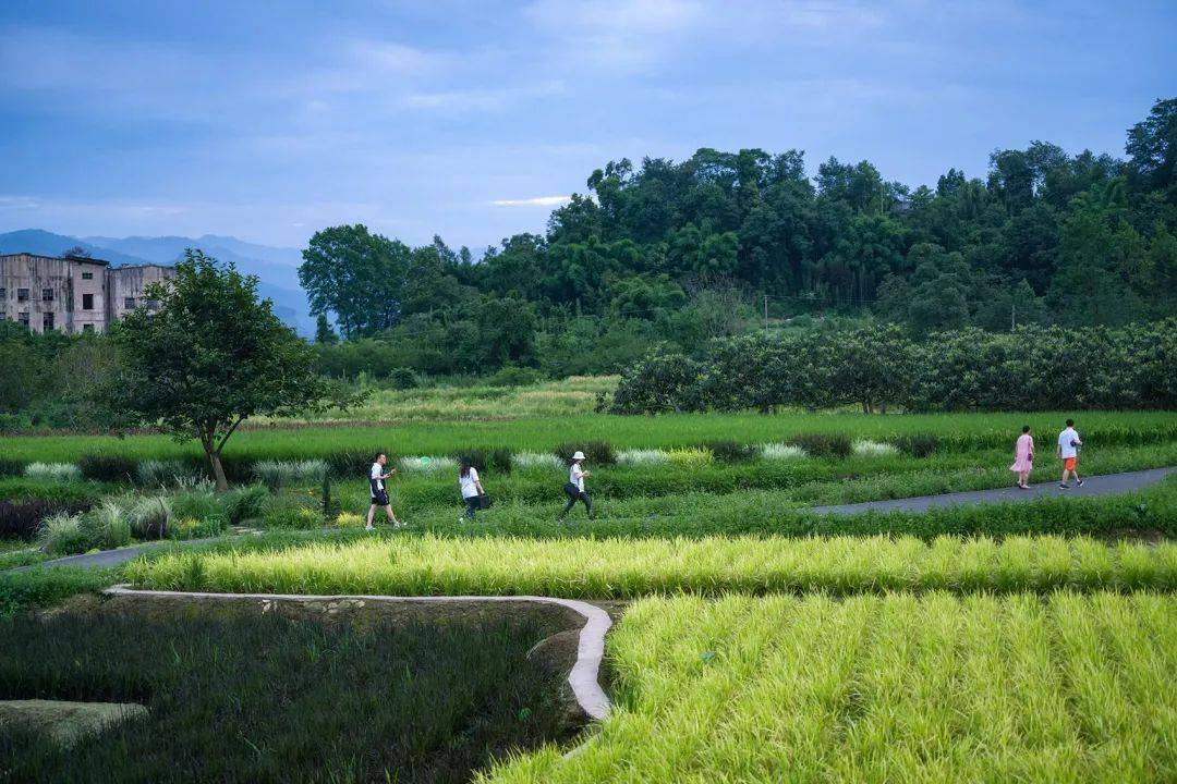 大地稻禾-与村民一起打造乡村大地景观▼乡舍体验中心▼景观小品▼