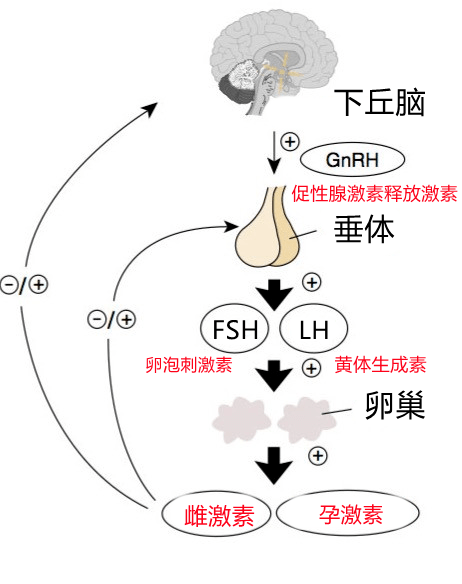 新婚三個月後,月經突然消失了_下丘腦