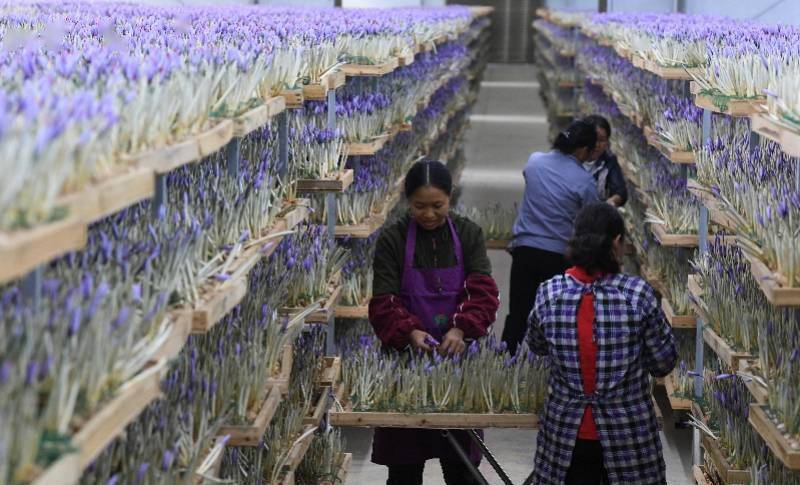 建德市|图集：西红花之乡迎丰收，头期花丝价比黄金，每公斤达三万元