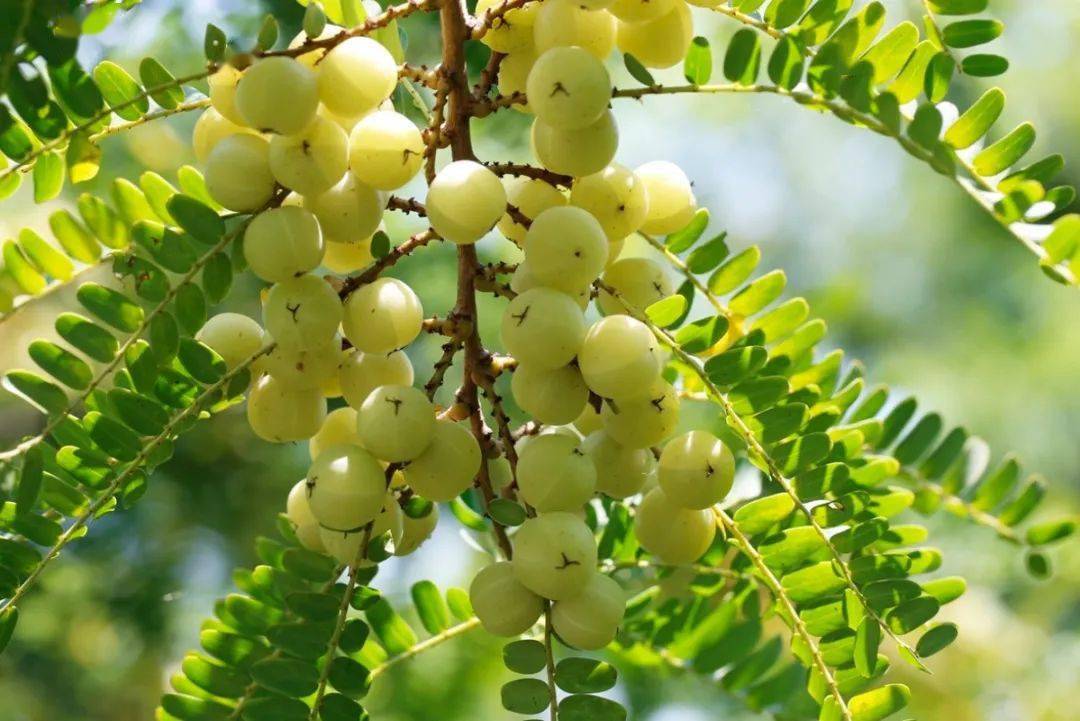 新线路赠送自助午餐612021年11月13日起出发行摄粤