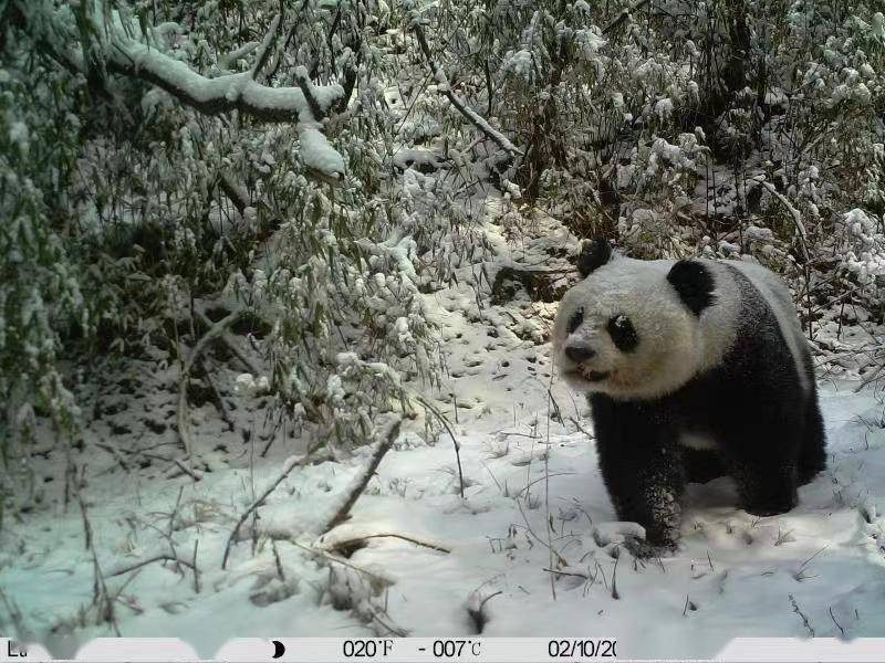 大熊猫|新闻8点见丨赖声川：时间是贼，人生那些没做的事就是送给它了