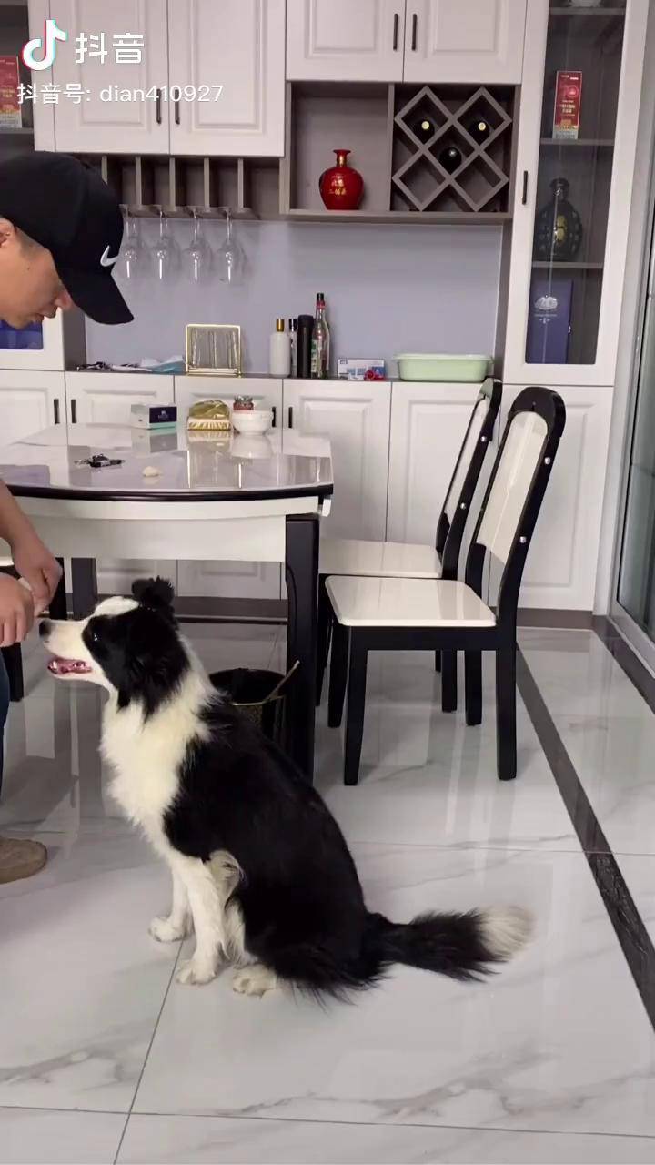 翻看以往满满都是回忆养边牧的意义是什么创作灵感边牧