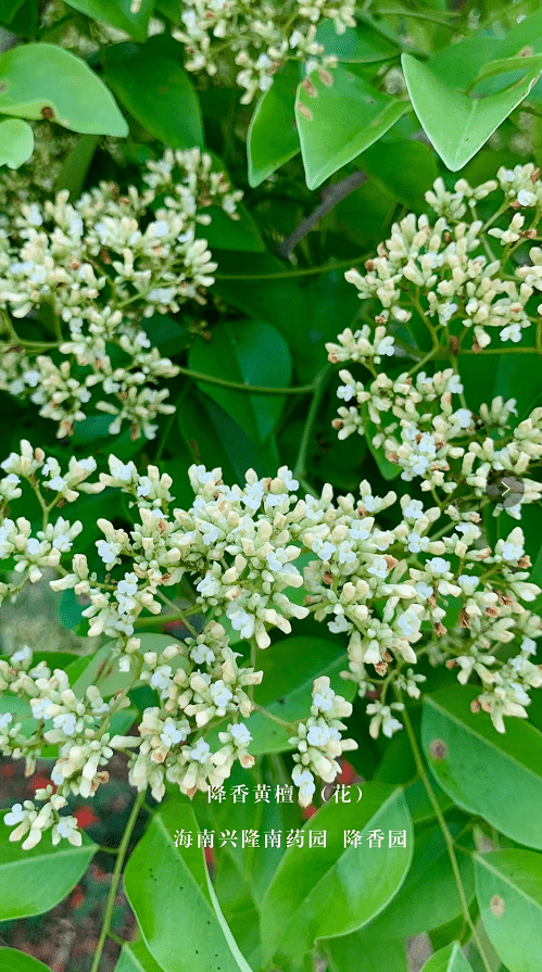 植物大观园丨拥有一木五香之说的降香黄檀