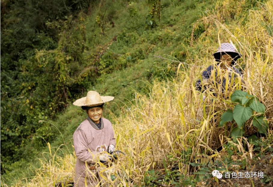 县区风采┃凌云县高山生态旱稻又获丰收