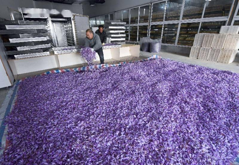 建德市|图集：西红花之乡迎丰收，头期花丝价比黄金，每公斤达三万元